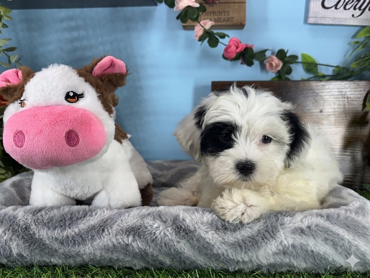 Shih-poo puppies for sale Connecticut