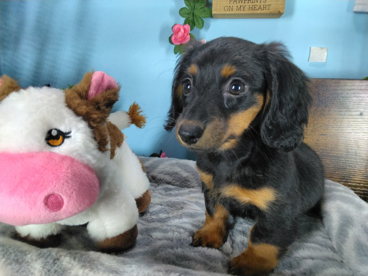 Connecticut puppies for sale