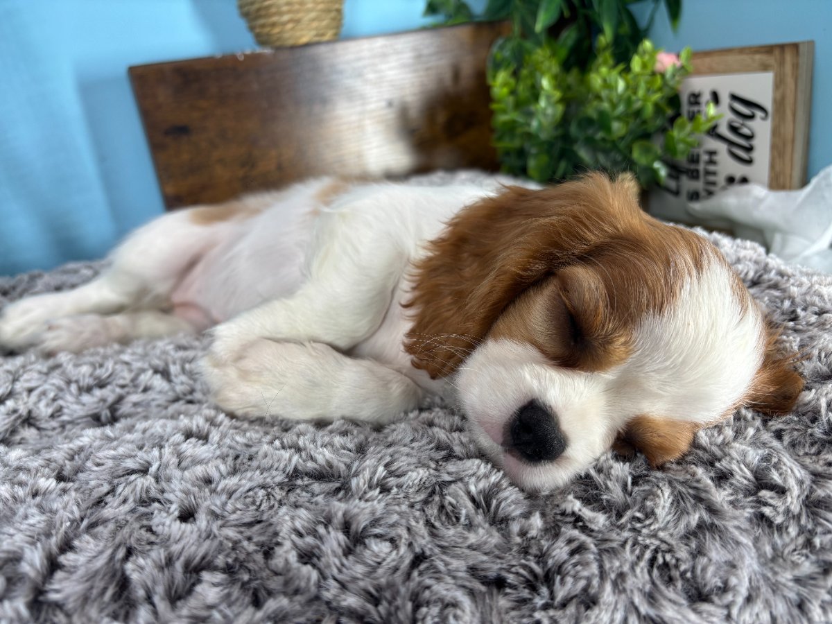 Connecticut puppies for sale