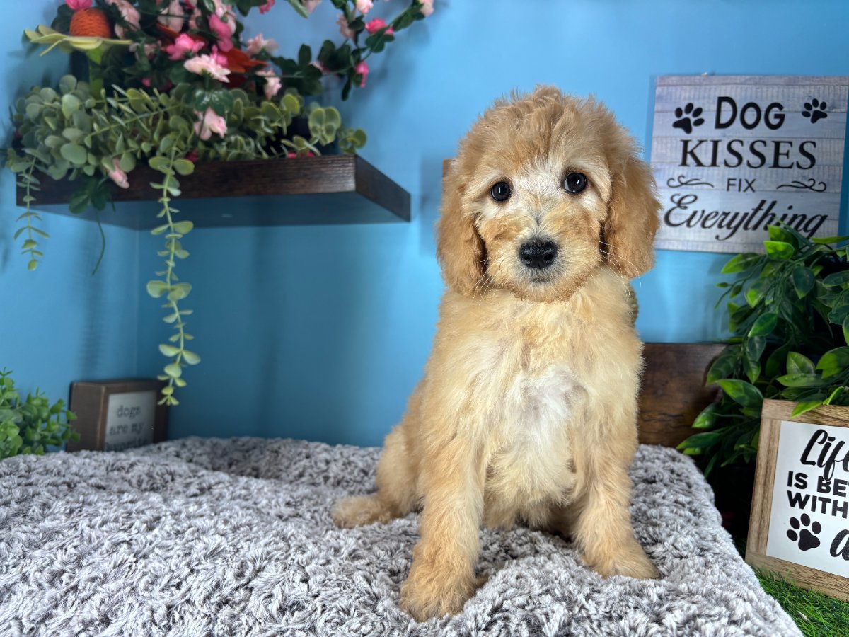 Connecticut puppies for sale