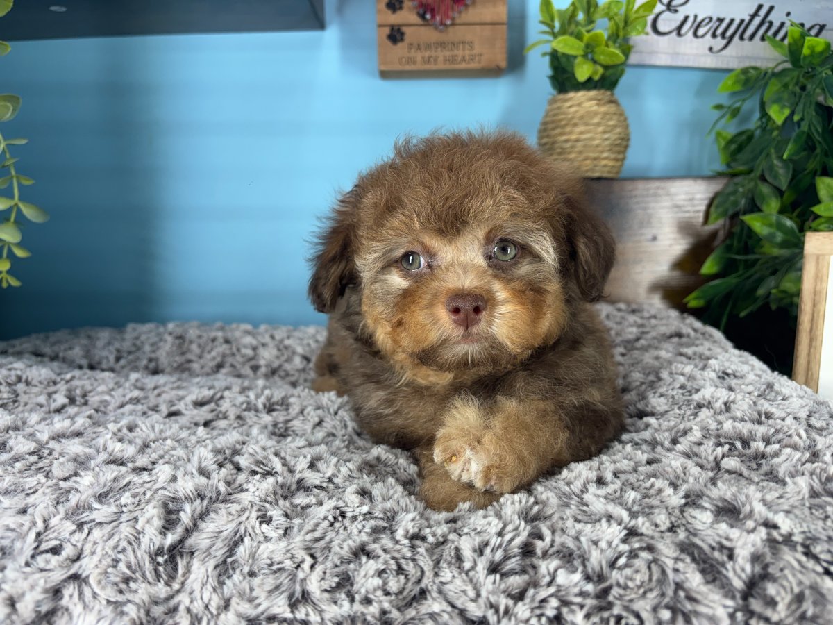 Connecticut puppies for sale