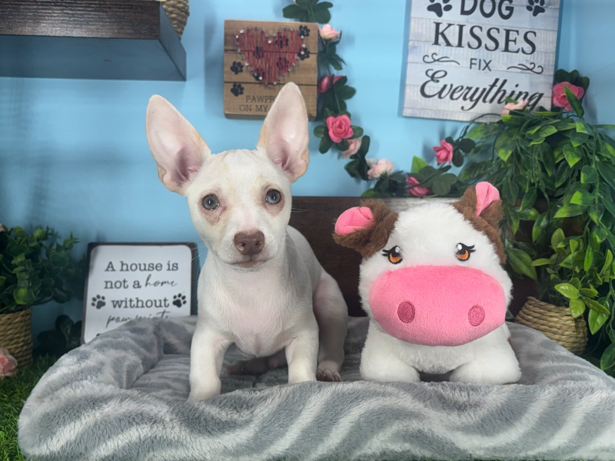 Connecticut puppies for sale