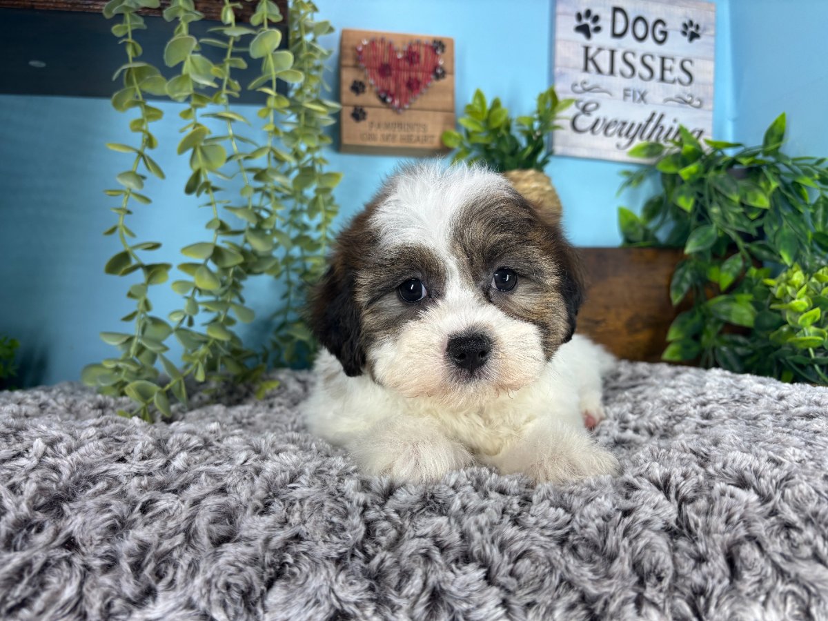 Connecticut puppies for sale
