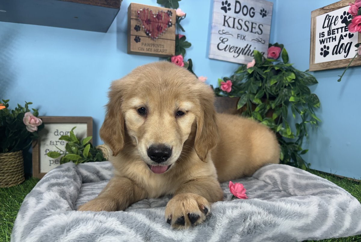 Connecticut puppies for sale