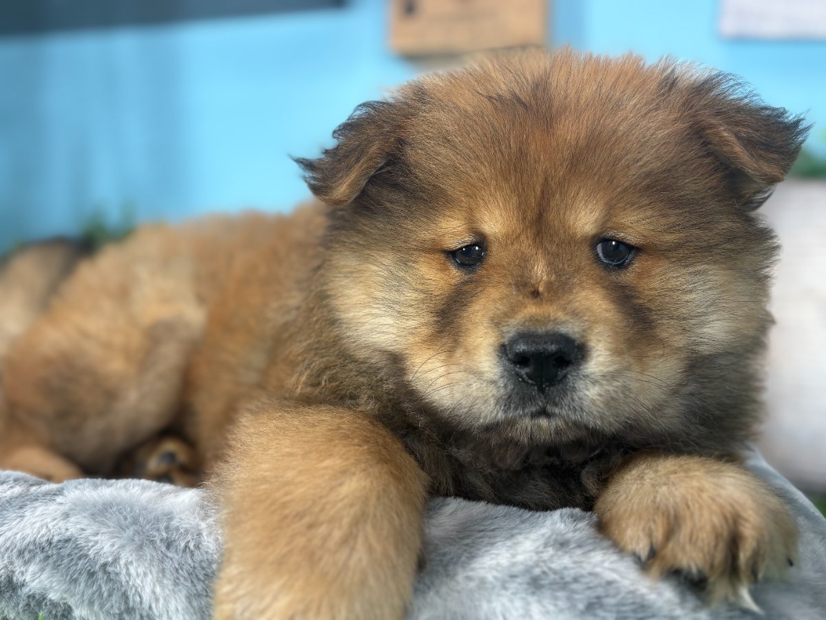 Bruno