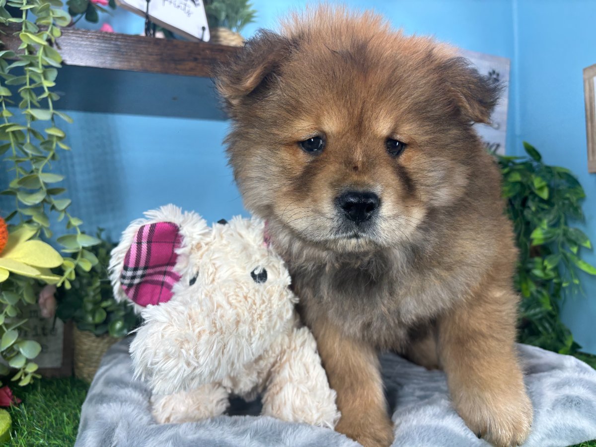 Chow Chow puppies for sale Connecticut