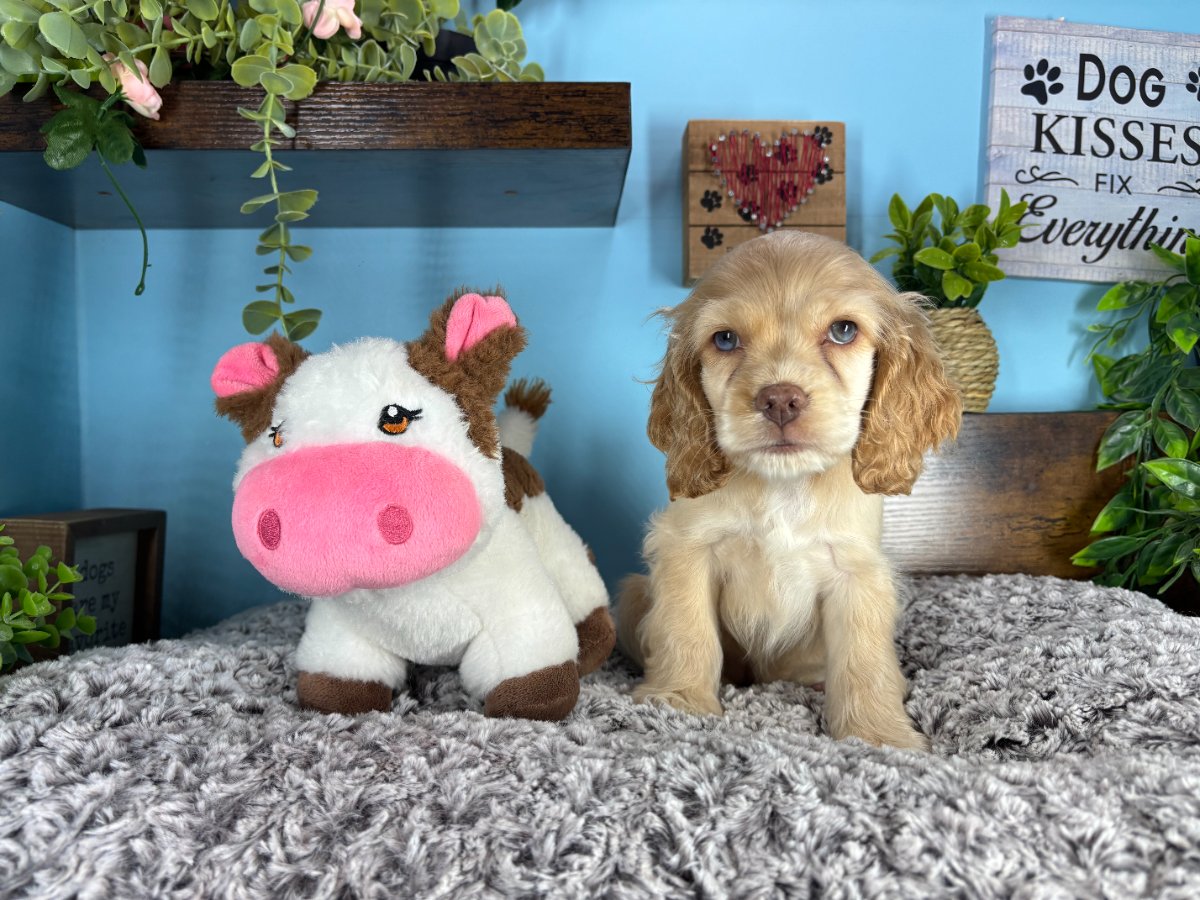 Connecticut puppies for sale