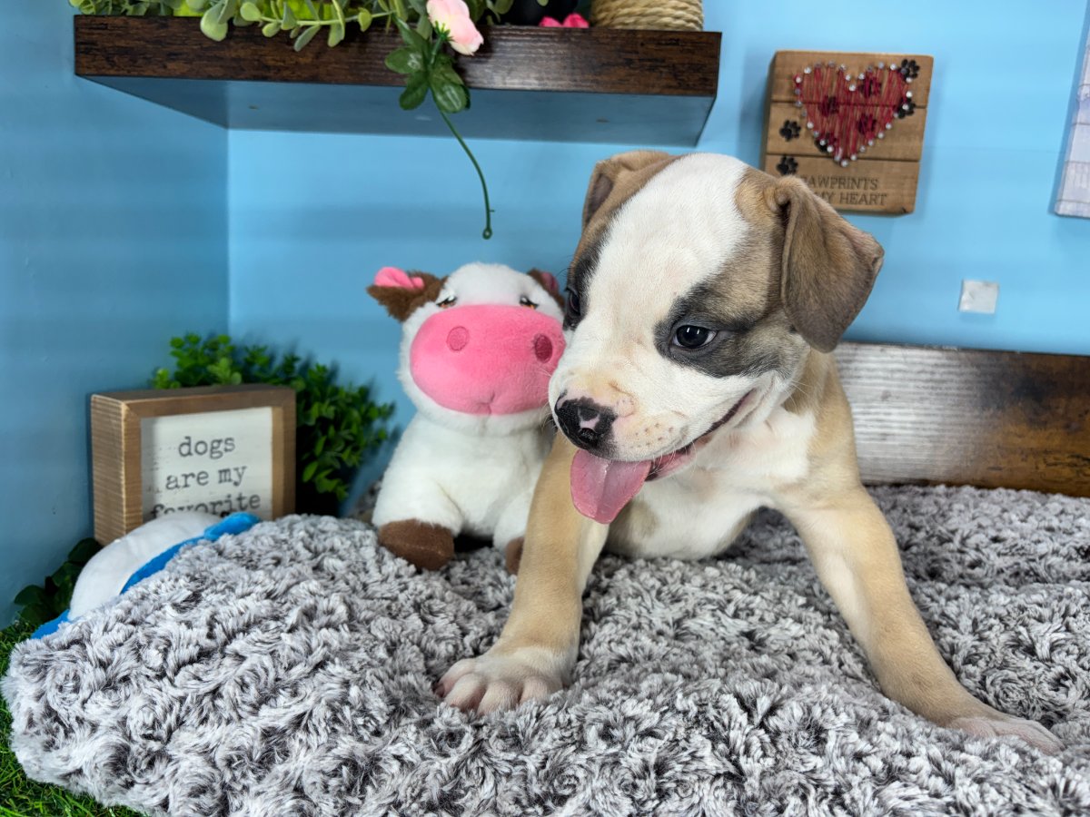 Connecticut puppies for sale
