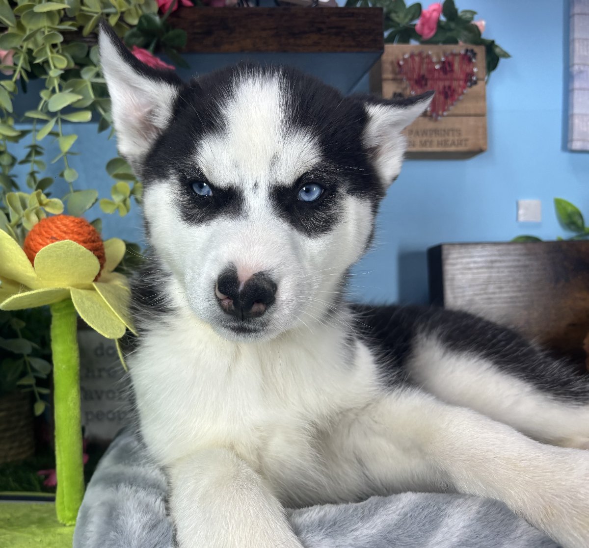 raco