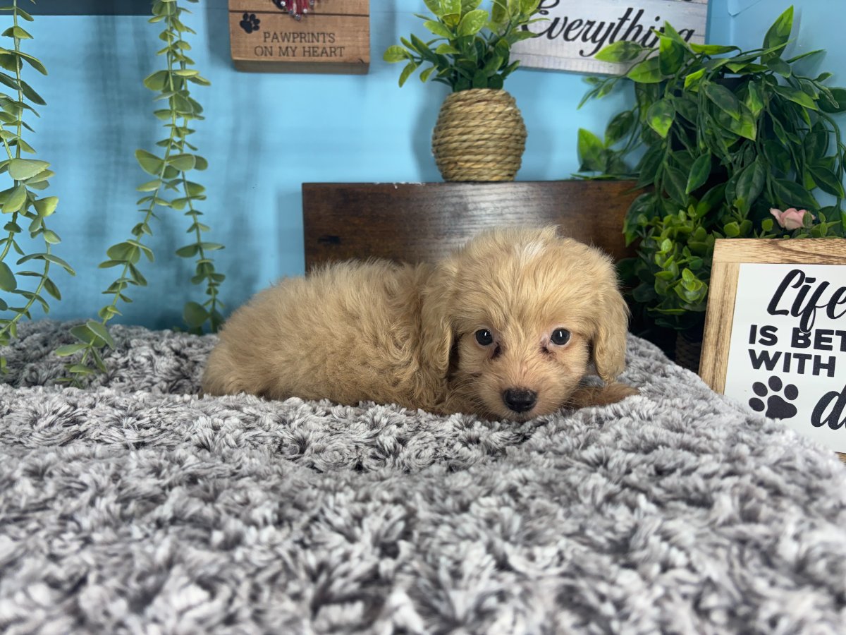 Connecticut puppies for sale