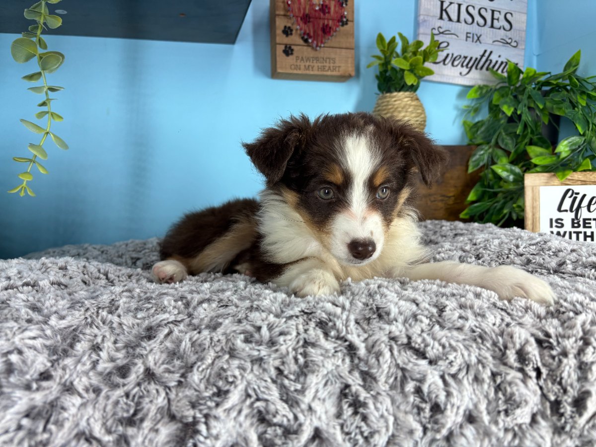 Connecticut puppies for sale