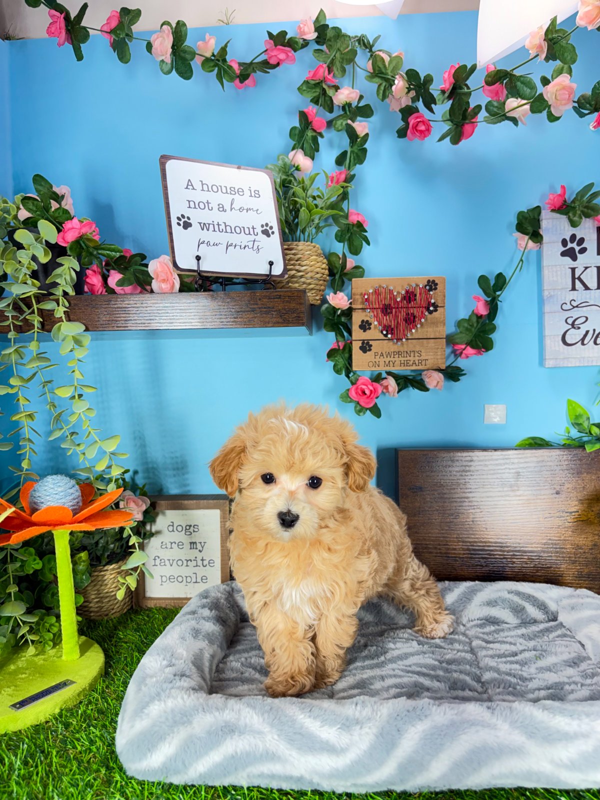 Connecticut puppies for sale