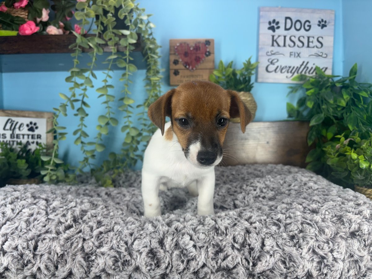 Connecticut puppies for sale