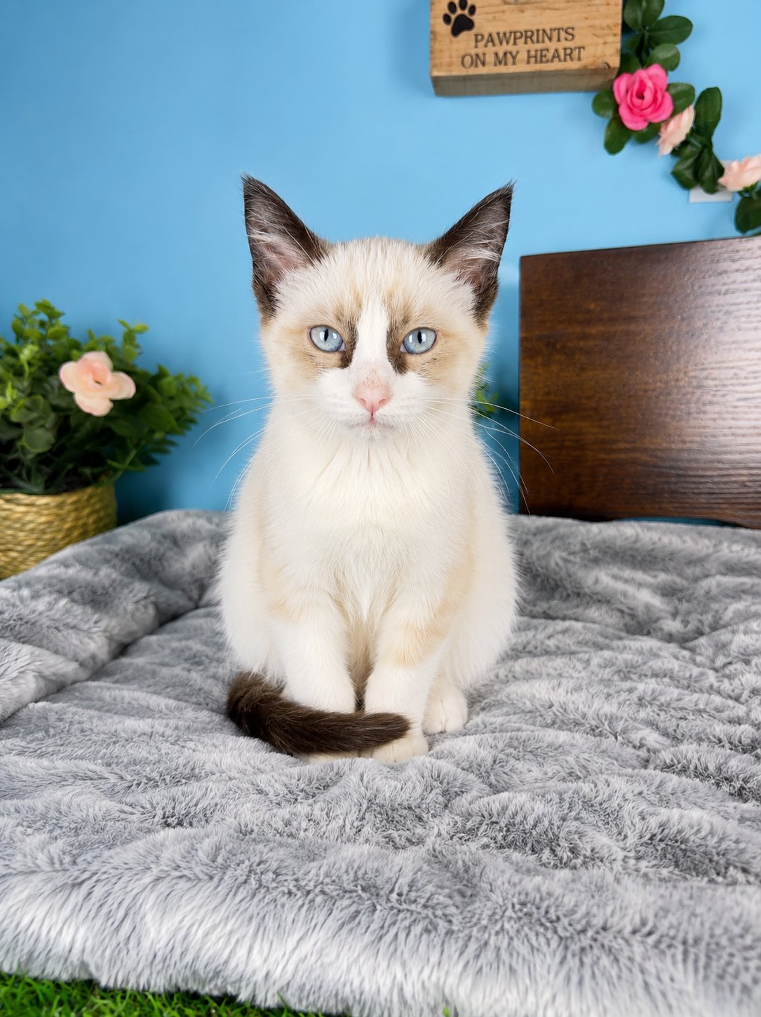 Connecticut kittens for sale