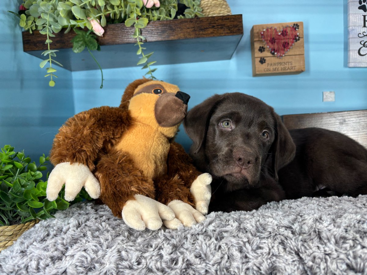 Connecticut puppies for sale