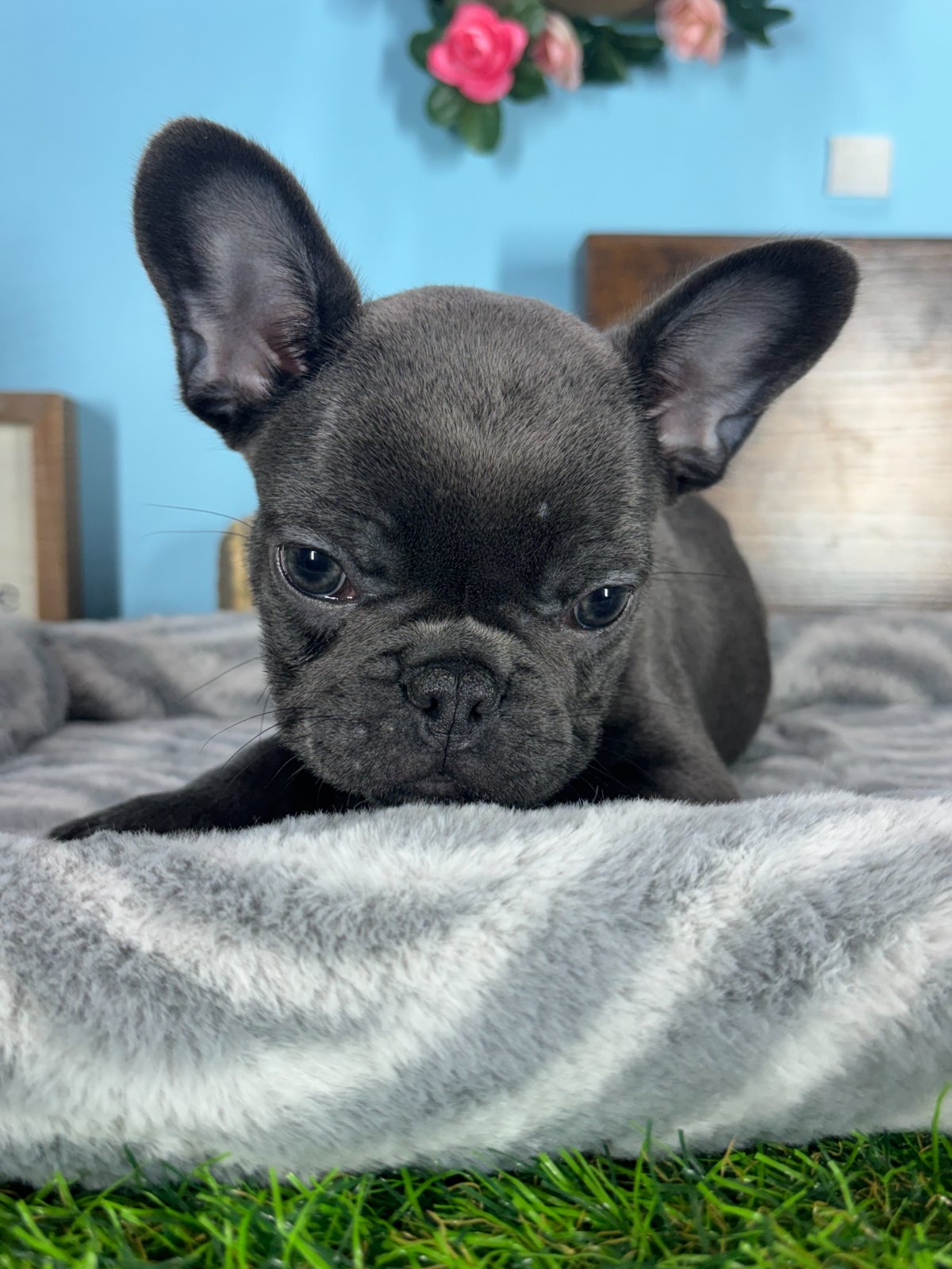 Connecticut puppies for sale