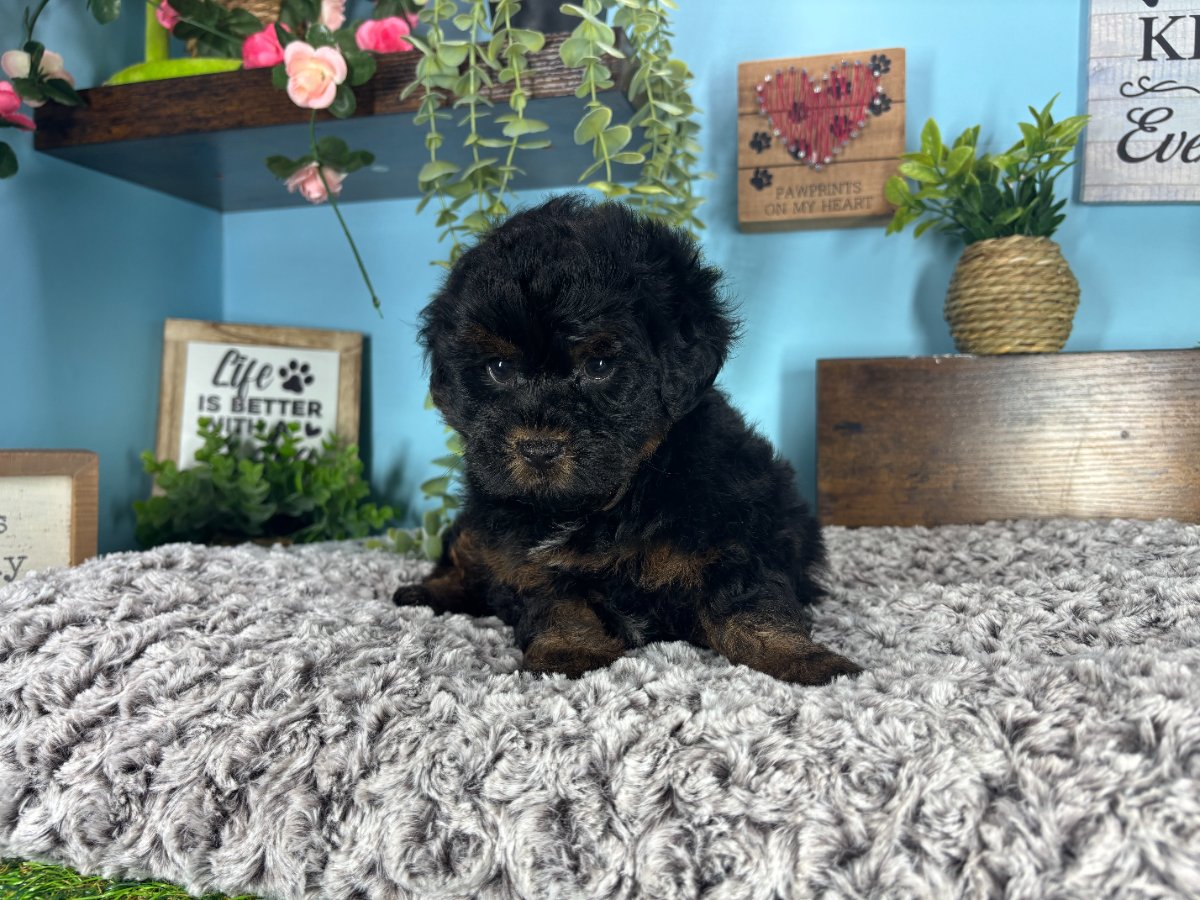 Connecticut puppies for sale