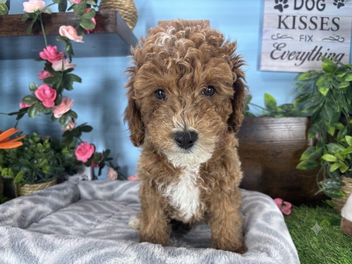 Connecticut puppies for sale