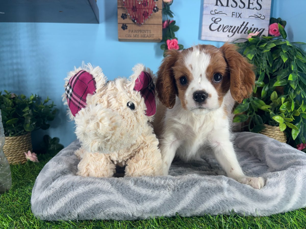 Connecticut puppies for sale