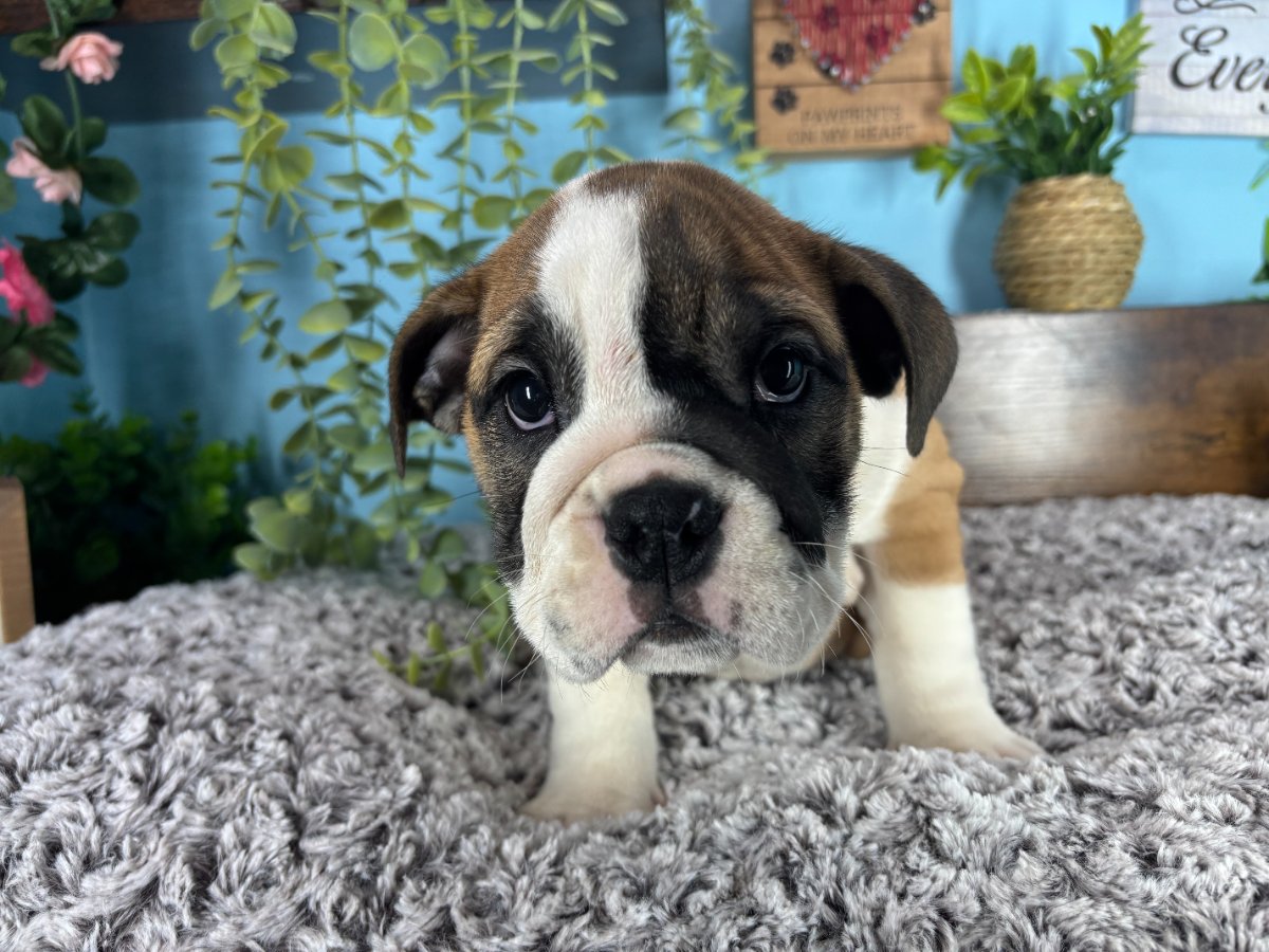 Connecticut puppies for sale