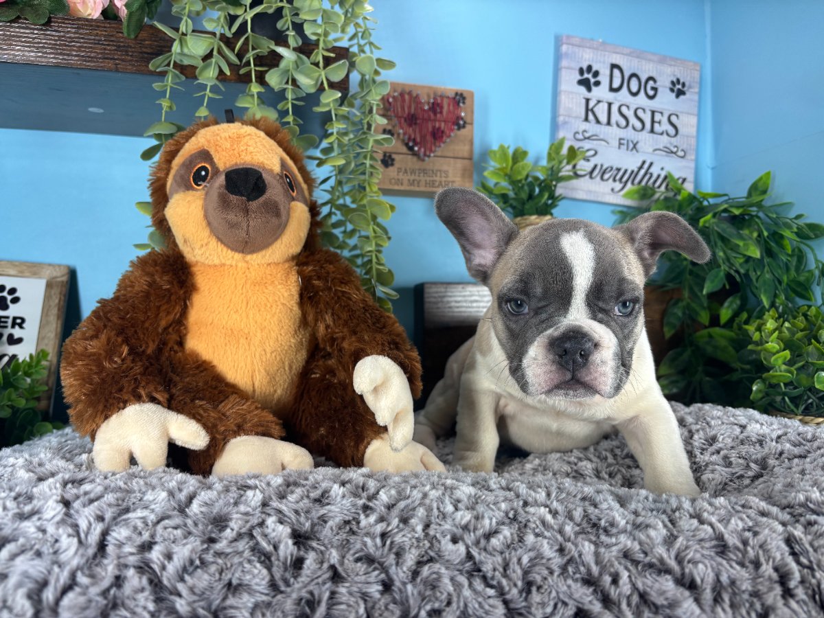 French Bulldog puppies for sale Connecticut