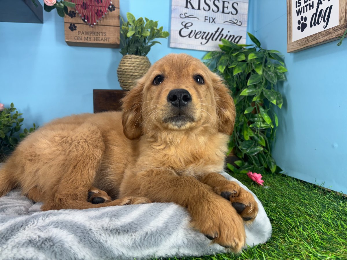 Connecticut puppies for sale