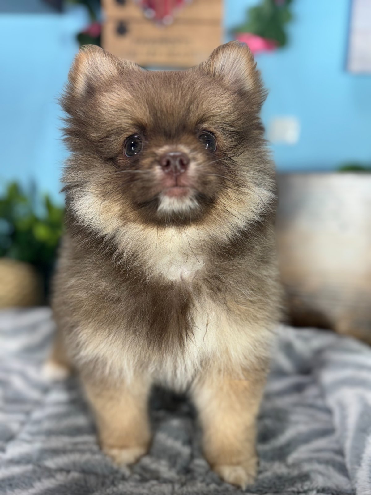 Connecticut puppies for sale