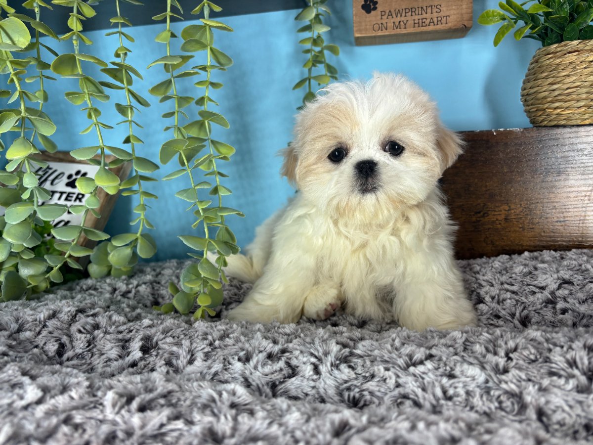 Shih Tzu puppies for sale Connecticut