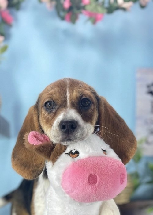 Beagle puppies for sale Connecticut