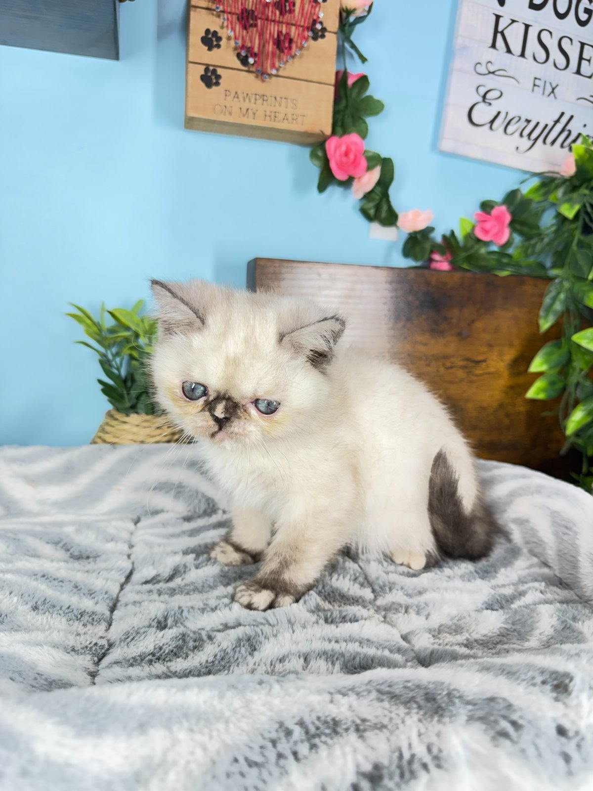 Exotic Shorthair kittens for sale Connecticut