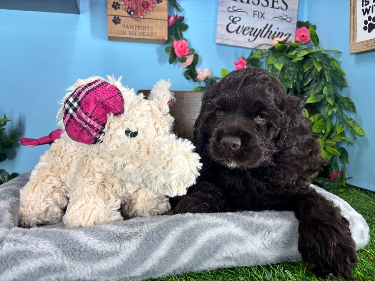 Connecticut puppies for sale