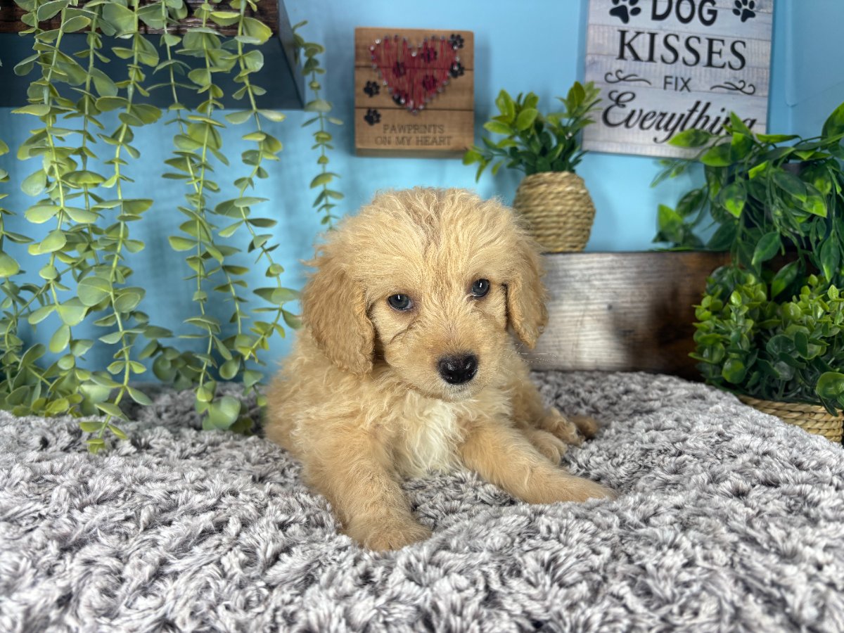 Connecticut puppies for sale