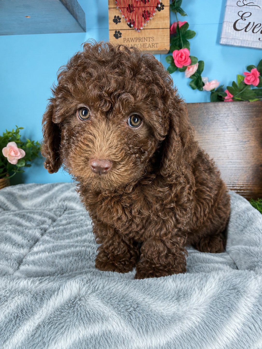 Cockapoo puppies for sale Connecticut