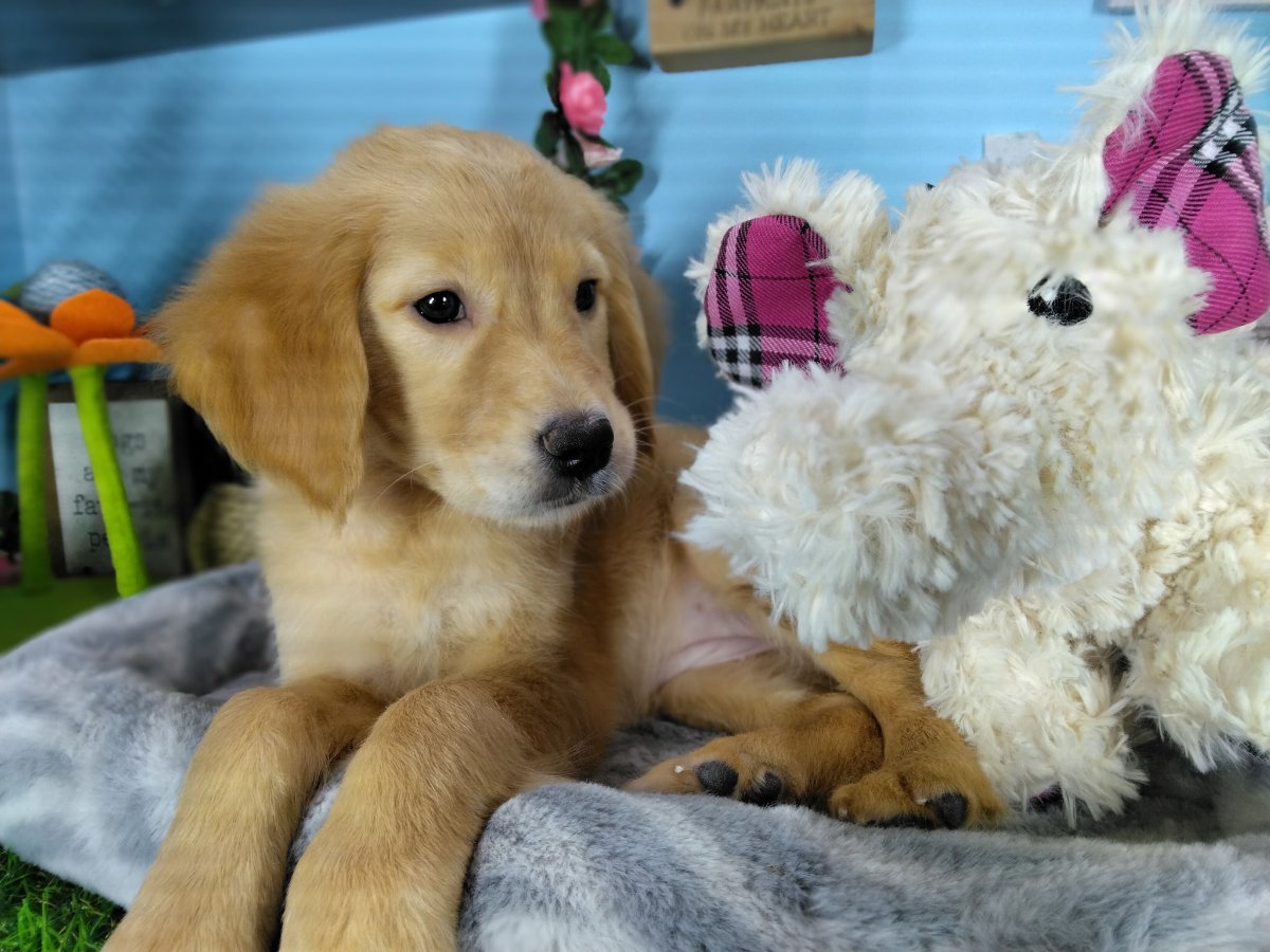 Connecticut puppies for sale