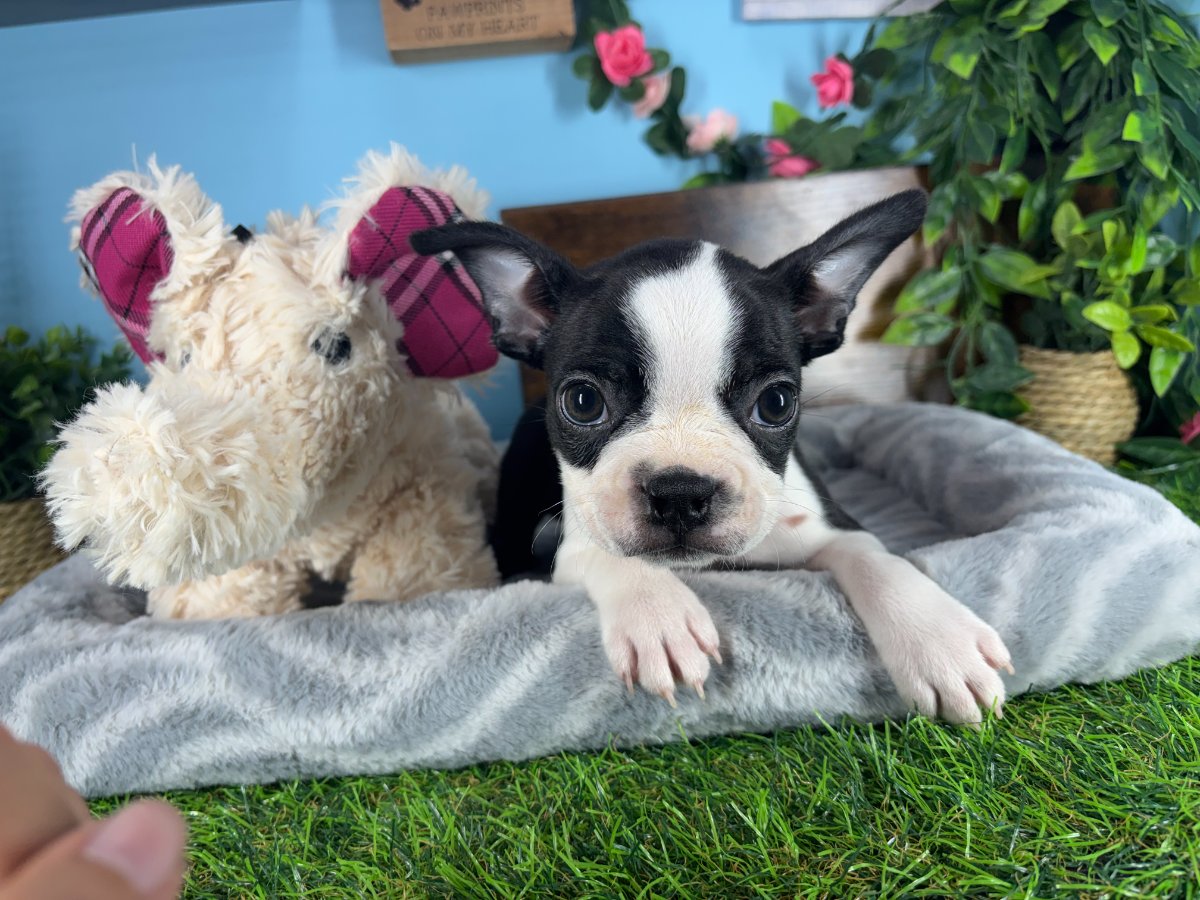 Connecticut puppies for sale