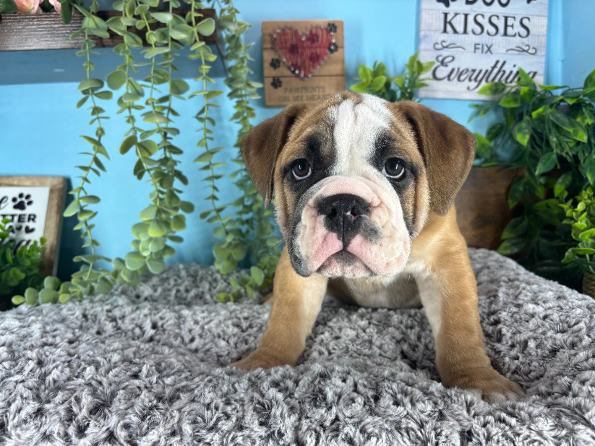 Victorian Bulldog puppies for sale Connecticut