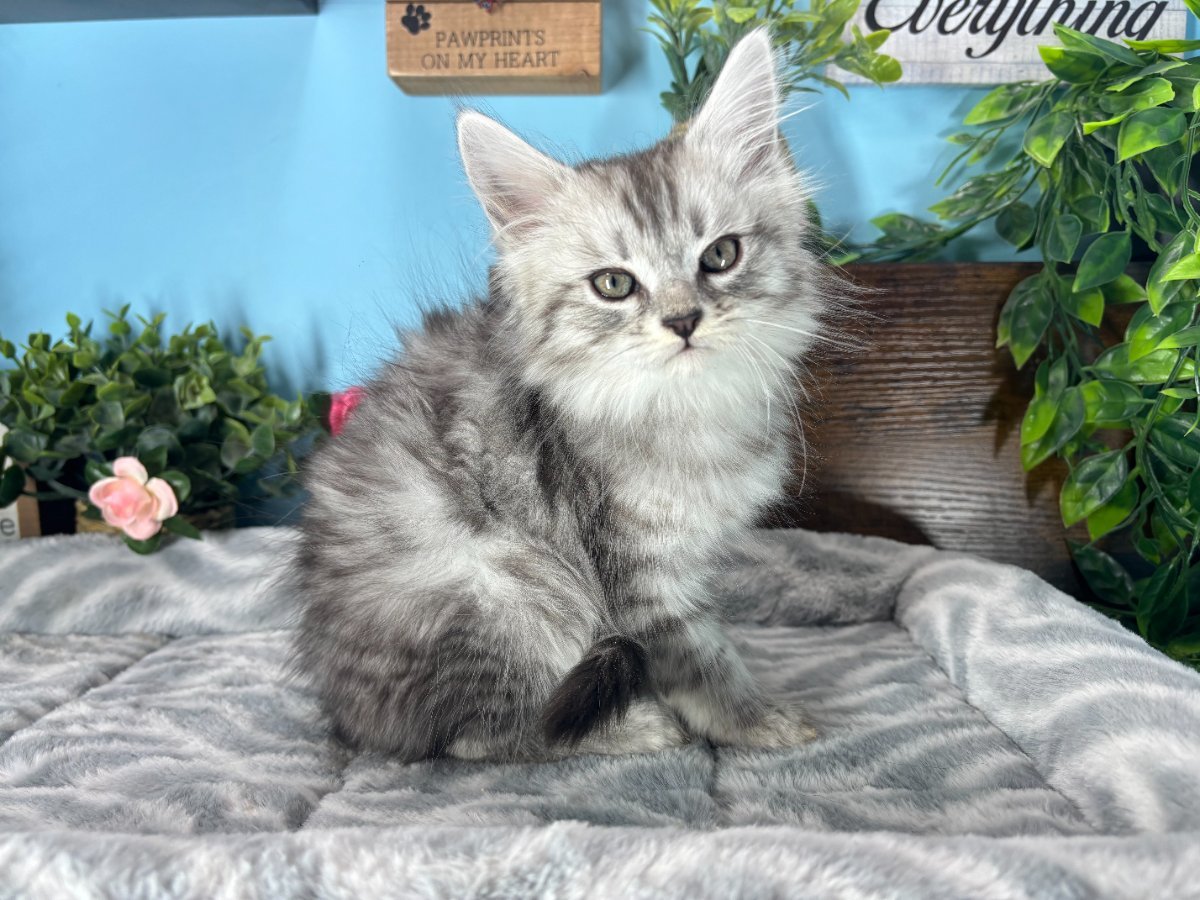 Maine Coon kittens for sale Connecticut