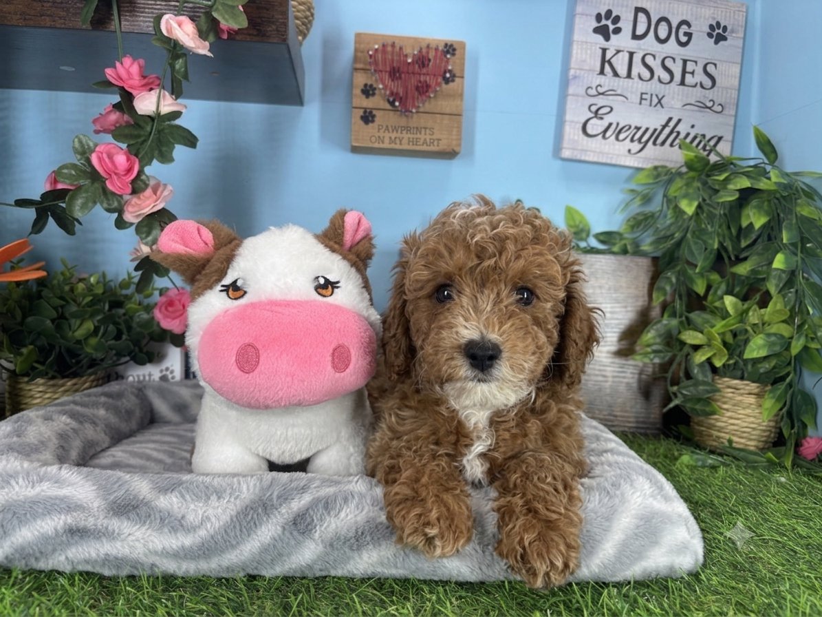Connecticut puppies for sale