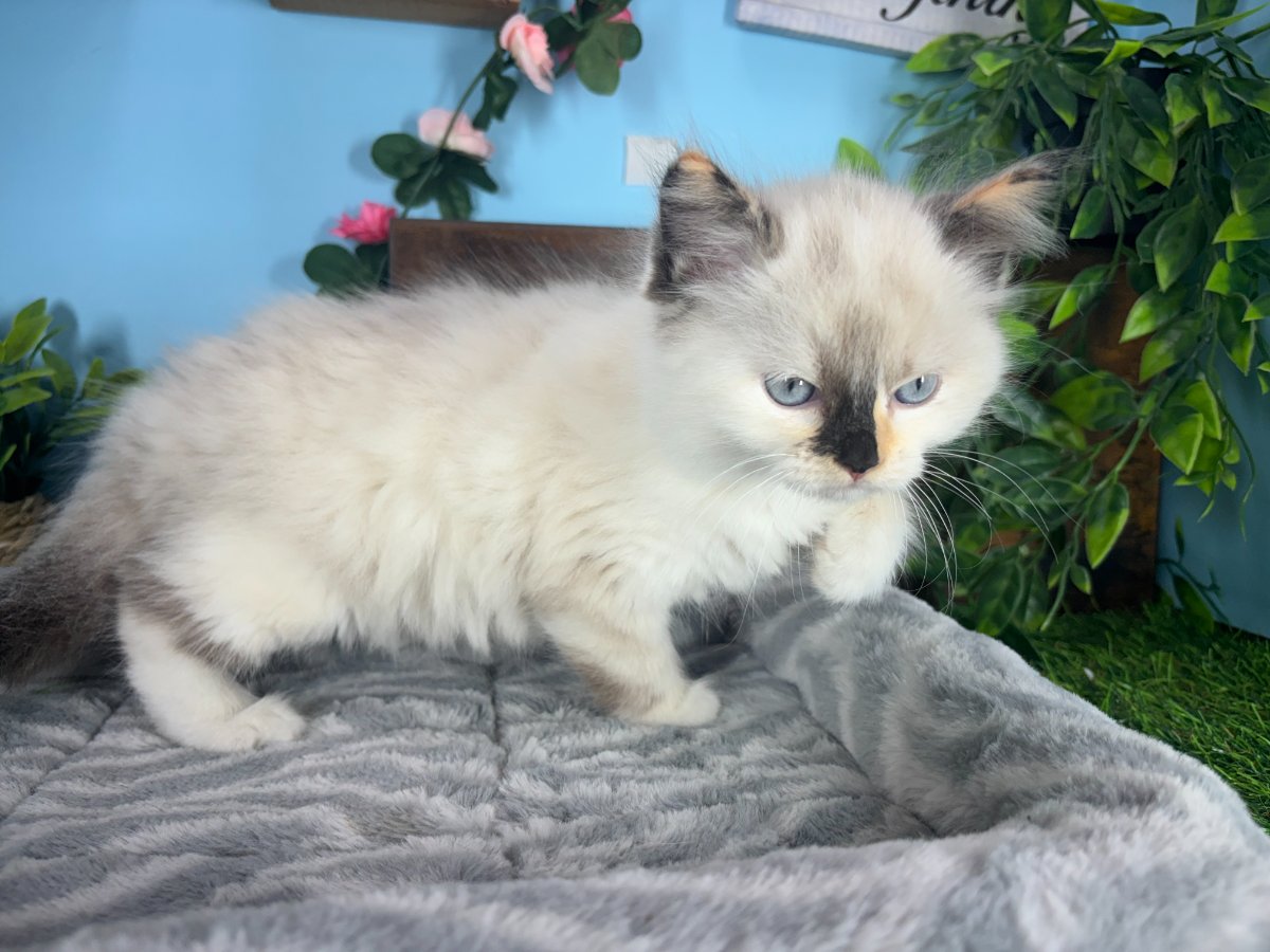 Ragdoll kittens for sale Connecticut