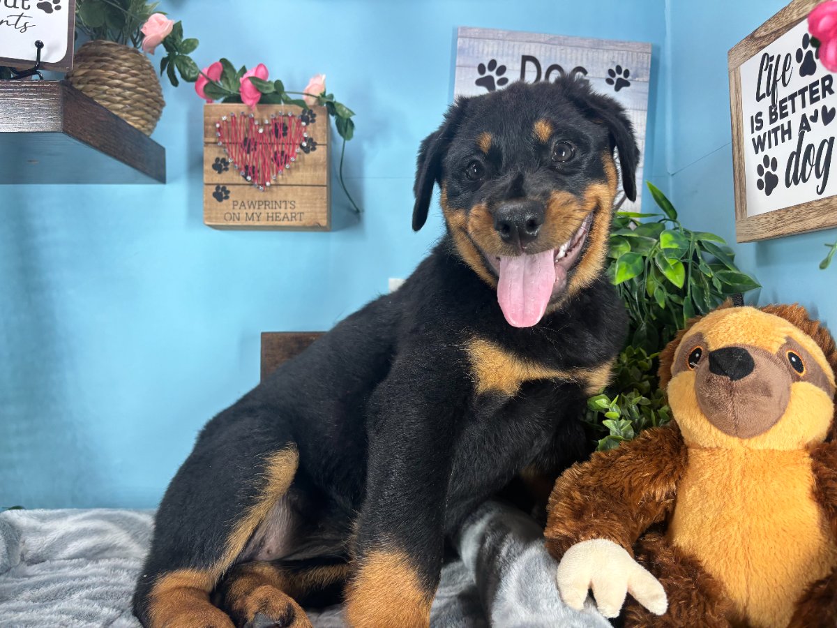 Connecticut puppies for sale