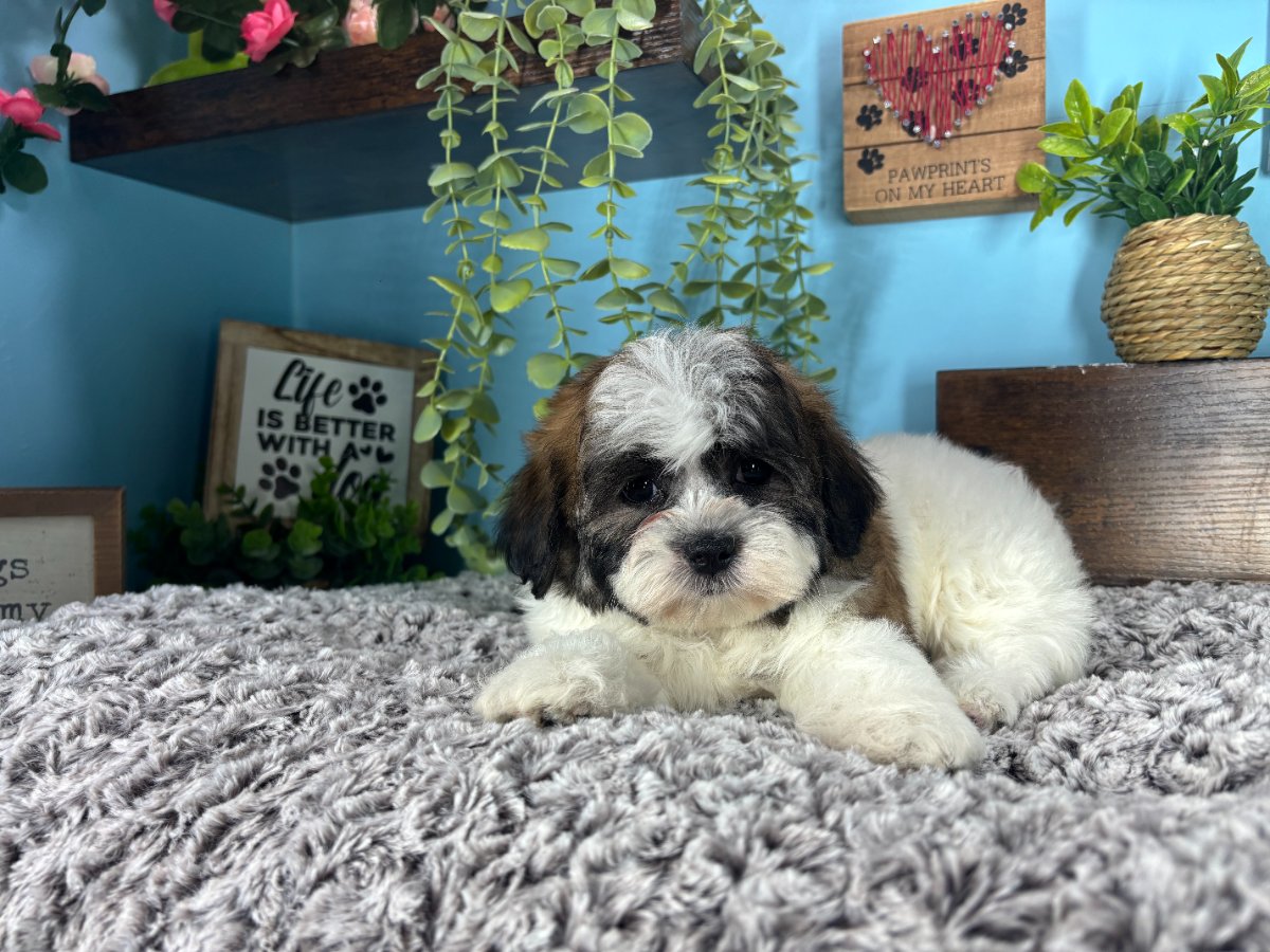 Connecticut puppies for sale