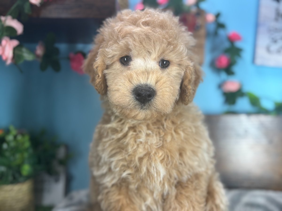 Connecticut puppies for sale