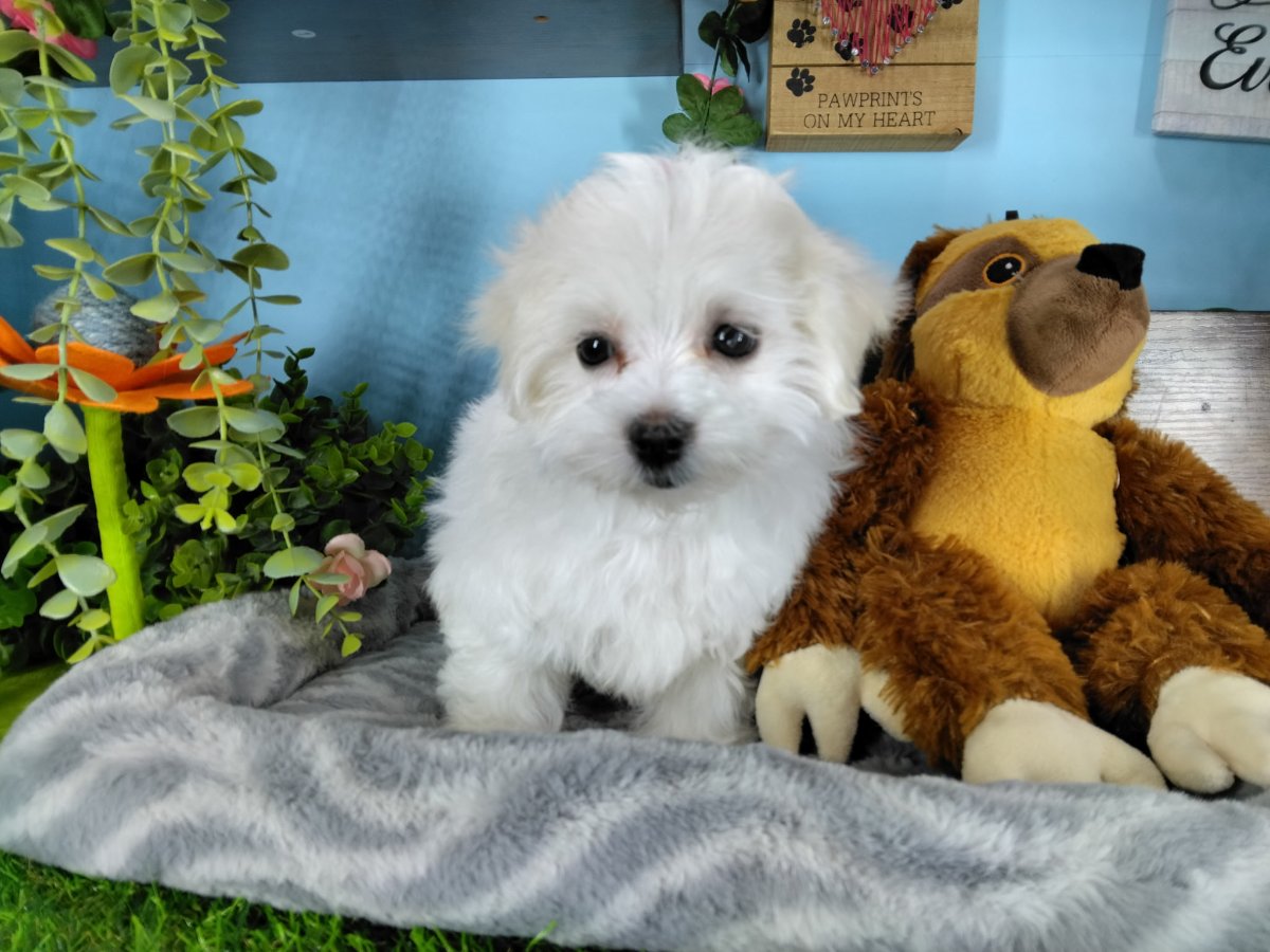 Connecticut puppies for sale