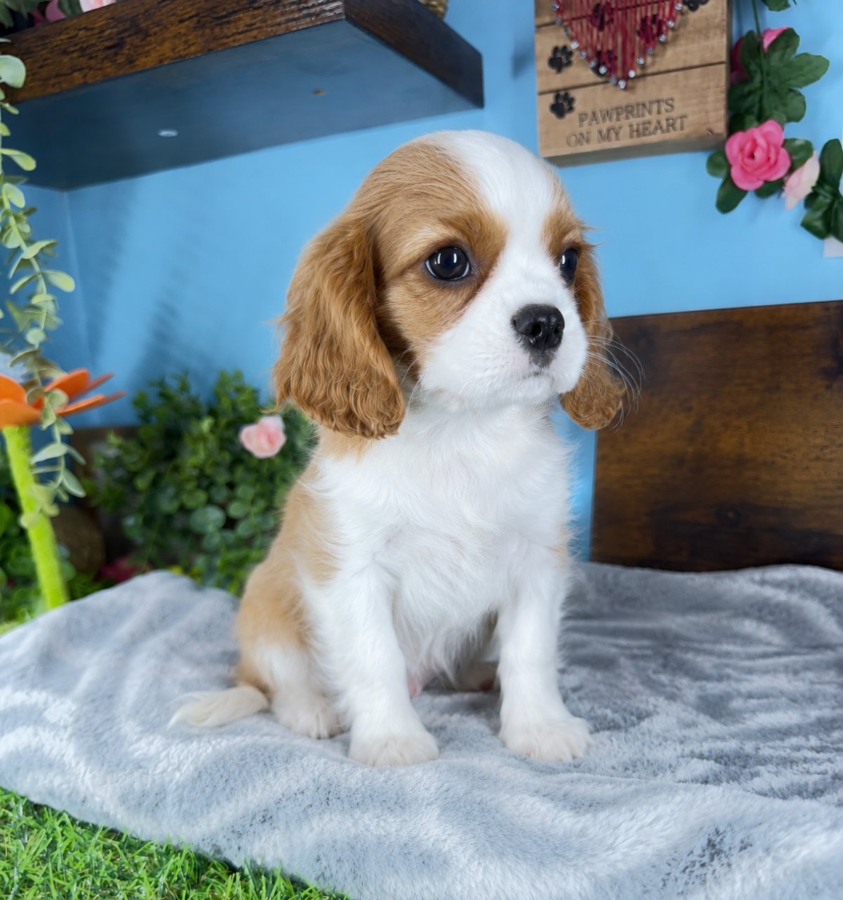 Connecticut puppies for sale