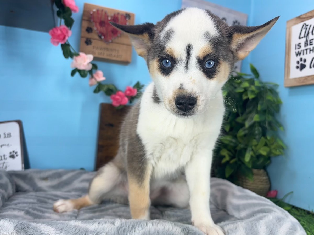 Connecticut puppies for sale