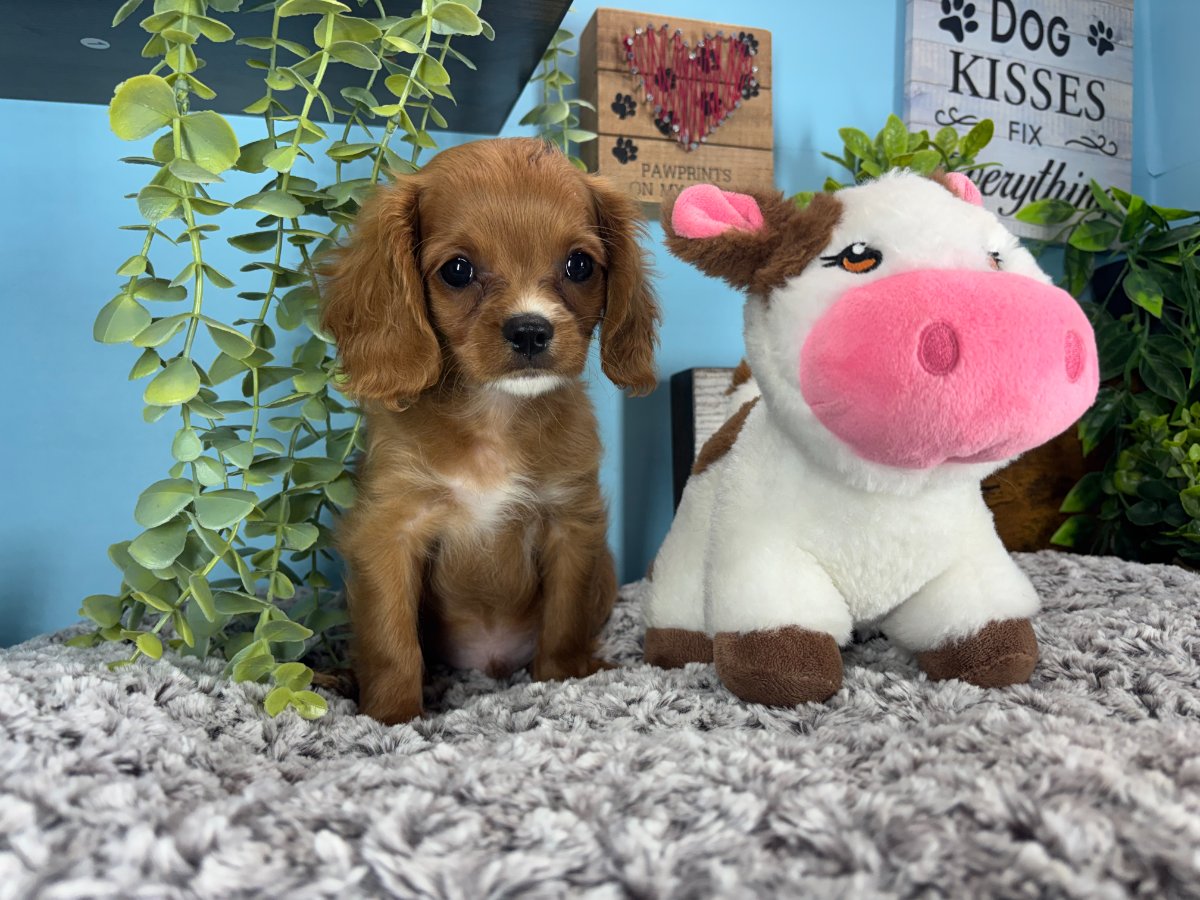 Connecticut puppies for sale