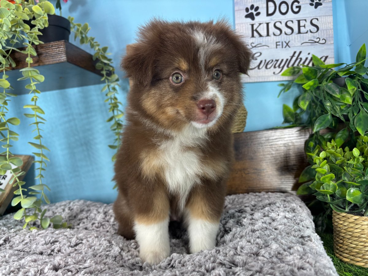 Connecticut puppies for sale