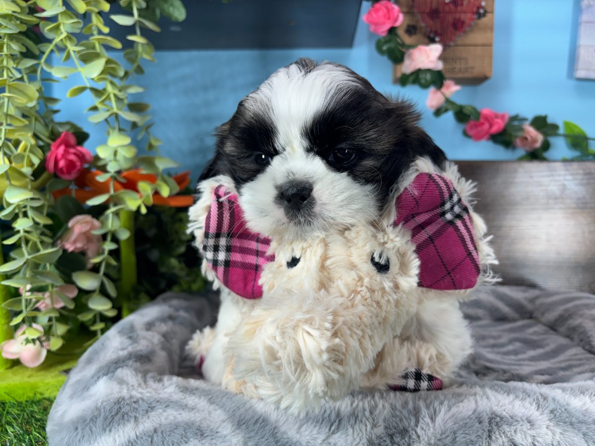 Shih Tzu puppies for sale Connecticut