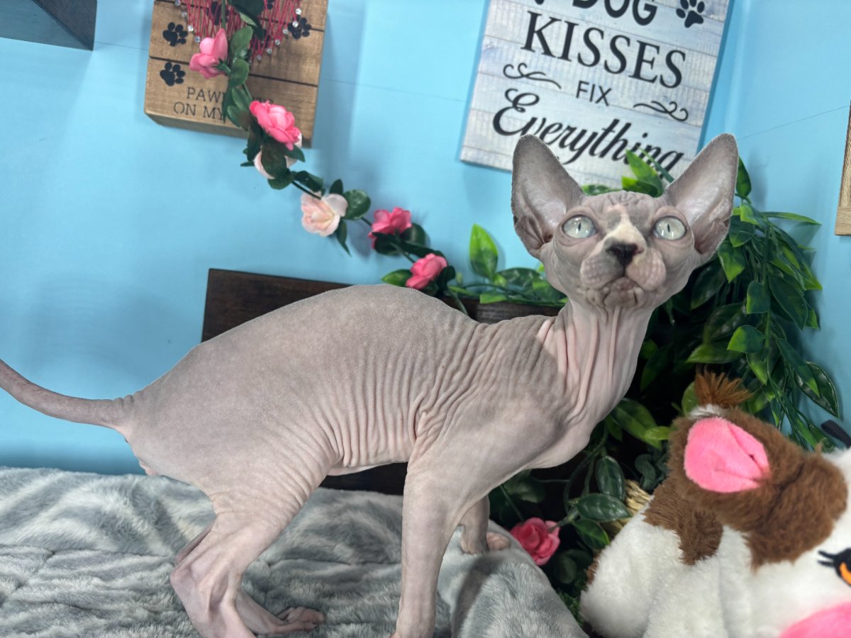 Sphynx kittens for sale Connecticut