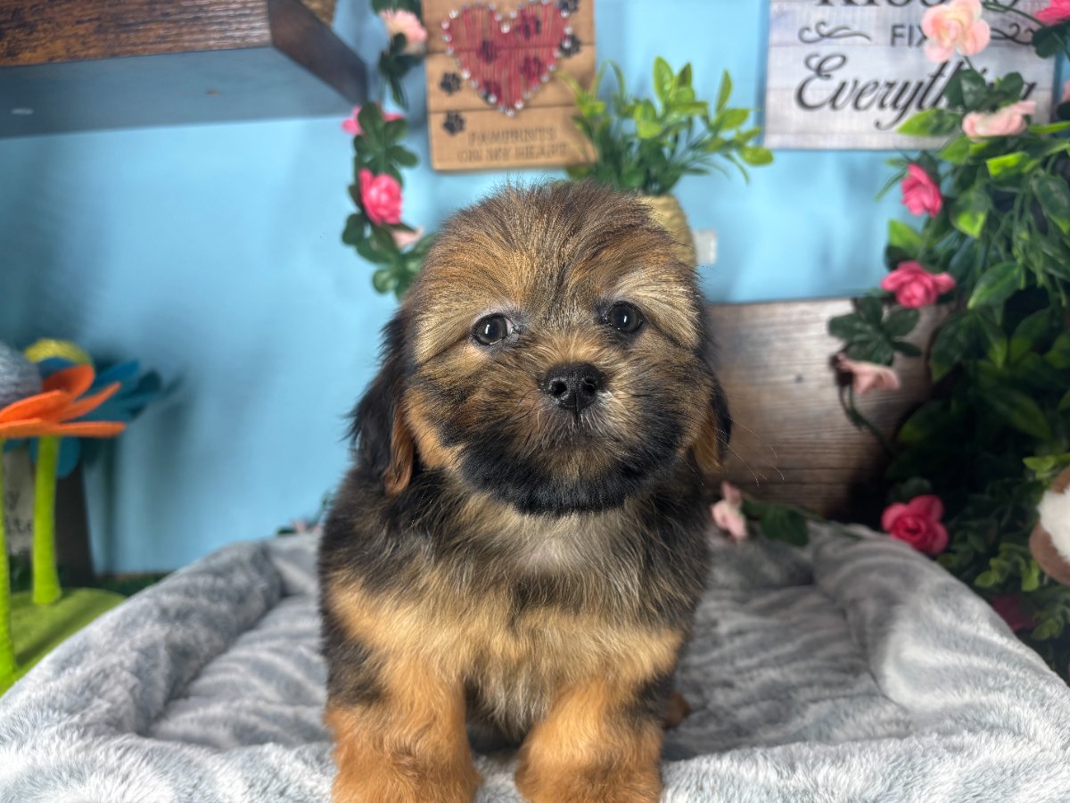 Connecticut puppies for sale